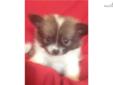 Price: $400
Pomeranian male. UTD vaccinations and worming. Wormed with Pyrantel every two weeks starting at two weeks old. 7-8-13 Neopar given. 7-22-13 5-way shot given.
Source: http://www.nextdaypets.com/directory/dogs/6ccd00b6-5ab1.aspx