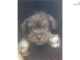 Price: $600
AKC Miniature Schnauzer Female. UTD Vaccinations and wormings. We worm every two weeks starting at two weeks old. Neopar given 7-10-13. First 5 way given 7-24-13.
Source: http://www.nextdaypets.com/directory/dogs/6f990710-0f41.aspx