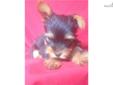 Price: $500
Yorkshire Terrier Female. UTD vaccinations and wormings. Wormed every two weeks starting at two weeks old. Neopar given 7-10-13. 5-way vaccination given 7-24-13.
Source: http://www.nextdaypets.com/directory/dogs/03cb067a-7b51.aspx