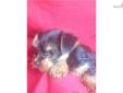 Price: $400
Yorkshire Terrier Male. UTD vaccinations and wormings. Wormed every two weeks starting at two weeks old. Neopar given 7-10-13. 5-way vaccination given 7-24-13.
Source: http://www.nextdaypets.com/directory/dogs/f7dd4c49-f8f1.aspx