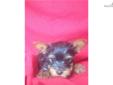 Price: $500
Yorkshire Terrier Female. UTD vaccinations and wormings. Wormed every two weeks starting at two weeks old. Neopar given 7-10-13. 5-way vaccination given 7-24-13.
Source: http://www.nextdaypets.com/directory/dogs/07b09433-d211.aspx