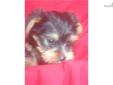 Price: $400
Yorkshire Terrier Male. UTD vaccinations and wormings. Wormed every two weeks starting at two weeks old. Neopar given 7-10-13. 5-way vaccination given 7-24-13.
Source: http://www.nextdaypets.com/directory/dogs/35a1cd62-9361.aspx