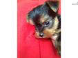 Price: $500
Yorkshire Terrier Male, Imperial. UTD vaccinations and wormings. Wormed every two weeks starting at two weeks old. Neopar given 7-10-13. 5-way vaccination given 7-24-13.
Source: http://www.nextdaypets.com/directory/dogs/1c03e1fd-d1f1.aspx