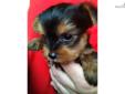 Price: $500
Yorkshire Terrier Male, Imperial. UTD vaccinations and wormings. Wormed every two weeks starting at two weeks old. Neopar given 7-10-13. 5-way vaccination given 7-24-13.
Source: http://www.nextdaypets.com/directory/dogs/aba652ba-0d71.aspx