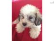 Price: $300
Havanese Poodle Cross. Havapoo female. UTD Vaccinations and wormed. Wormed with Pyrontel every 2 weeks starting at 2 weeks old. 7-8-13 neopar given. 7-22-13 5 way shot given.
Source: http://www.nextdaypets.com/directory/dogs/bdc20f2c-3c11.aspx