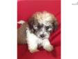 Price: $300
Havanese Poodle Cross. Havapoo female. UTD Vaccinations and wormed. Wormed with Pyrontel every 2 weeks starting at 2 weeks old. 7-8-13 neopar given. 7-22-13 5 way shot given.
Source: http://www.nextdaypets.com/directory/dogs/91a2e49b-6f91.aspx
