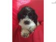 Price: $300
Havanese Poodle Cross. Havapoo male. UTD Vaccinations and wormed. Wormed with Pyrontel every 2 weeks starting at 2 weeks old. 7-8-13 neopar given. 7-22-13 5 way shot given.
Source: http://www.nextdaypets.com/directory/dogs/381f1283-0891.aspx