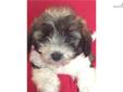 Price: $300
Havanese Poodle Cross. Havapoo male. UTD Vaccinations and wormed. Wormed with Pyrontel every 2 weeks starting at 2 weeks old. 7-8-13 neopar given. 7-22-13 5 way shot given.
Source: http://www.nextdaypets.com/directory/dogs/554ad77a-33d1.aspx