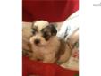 Price: $450
Bichpoo (Bichon Frise and Poodle cross) female. UTD vaccinations and wormings. Wormed every two weeks starting at two weeks old. Neopar given on 7-20-13. First 5 way will be given on 8-3-13.
Source: