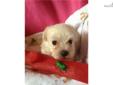 Price: $500
Bichpoo (Bichon Frise and Poodle cross) female. UTD vaccinations and wormings. Wormed every two weeks starting at two weeks old. Neopar given on 7-20-13. First 5 way will be given on 8-3-13.
Source:
