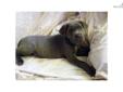 Price: $1400
This advertiser is not a subscribing member and asks that you upgrade to view the complete puppy profile for this Cane Corso Mastiff, and to view contact information for the advertiser. Upgrade today to receive unlimited access to