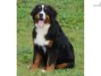 Price: $1400
The Original "Teddy Bear Bernese Mountain dog" Not affiliated with any other breeder. 5 YEAR HEALTH GUARANTEE !!!! Bred for Quality not Quantity. Now accepting holding fees for a litter born out of Lilly & Obie born Nov. 22 2011 ready to join