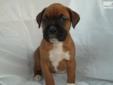 Price: $575
This advertiser is not a subscribing member and asks that you upgrade to view the complete puppy profile for this Boxer, and to view contact information for the advertiser. Upgrade today to receive unlimited access to NextDayPets.com. Your