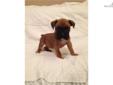 Price: $575
This advertiser is not a subscribing member and asks that you upgrade to view the complete puppy profile for this Boxer, and to view contact information for the advertiser. Upgrade today to receive unlimited access to NextDayPets.com. Your