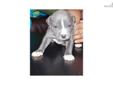 Price: $600
This advertiser is not a subscribing member and asks that you upgrade to view the complete puppy profile for this American Pit Bull Terrier, and to view contact information for the advertiser. Upgrade today to receive unlimited access to