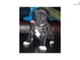 Price: $500
This advertiser is not a subscribing member and asks that you upgrade to view the complete puppy profile for this American Pit Bull Terrier, and to view contact information for the advertiser. Upgrade today to receive unlimited access to