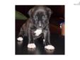 Price: $500
This advertiser is not a subscribing member and asks that you upgrade to view the complete puppy profile for this American Pit Bull Terrier, and to view contact information for the advertiser. Upgrade today to receive unlimited access to