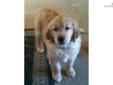 Price: $375
This advertiser is not a subscribing member and asks that you upgrade to view the complete puppy profile for this Golden Retriever, and to view contact information for the advertiser. Upgrade today to receive unlimited access to