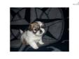 Price: $600
This advertiser is not a subscribing member and asks that you upgrade to view the complete puppy profile for this Pekingese, and to view contact information for the advertiser. Upgrade today to receive unlimited access to NextDayPets.com. Your