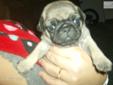 Price: $350
This advertiser is not a subscribing member and asks that you upgrade to view the complete puppy profile for this Pug, and to view contact information for the advertiser. Upgrade today to receive unlimited access to NextDayPets.com. Your
