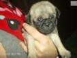 Price: $350
This advertiser is not a subscribing member and asks that you upgrade to view the complete puppy profile for this Pug, and to view contact information for the advertiser. Upgrade today to receive unlimited access to NextDayPets.com. Your