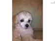 Price: $900
This advertiser is not a subscribing member and asks that you upgrade to view the complete puppy profile for this Poodle, Toy, and to view contact information for the advertiser. Upgrade today to receive unlimited access to NextDayPets.com.