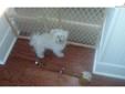 Price: $600
This advertiser is not a subscribing member and asks that you upgrade to view the complete puppy profile for this Maltese, and to view contact information for the advertiser. Upgrade today to receive unlimited access to NextDayPets.com. Your