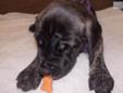 Price: $1200
Gorgeous Brindle Boy - Born 6/21/13 At this time they are 6 weeks old Accepting $50 Deposit to hold your puppy until they are at least 8 weeks. Deposit will go toward purchase price of the pups. I personally own both mom and dad. Mom is a