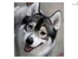 Price: $750
This advertiser is not a subscribing member and asks that you upgrade to view the complete puppy profile for this Siberian Husky, and to view contact information for the advertiser. Upgrade today to receive unlimited access to NextDayPets.com.