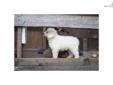 Price: $1000
This advertiser is not a subscribing member and asks that you upgrade to view the complete puppy profile for this Great Pyrenees, and to view contact information for the advertiser. Upgrade today to receive unlimited access to