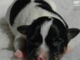 Price: $950
Accepting reservations on this lovely long leg Jack/Parson Russell Terrier tri color female pup. She will be ready to leave for her new home in mid October. Our puppies are raised on our small horse farm and very well socialized around our two