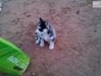 Price: $390
This is a beautiful black and white Siberian Husky puppy. She has her first shots and her first dewormer. Call or text 915 412 3725 for more information.
Source: http://www.nextdaypets.com/directory/dogs/e2684d4d-4a11.aspx