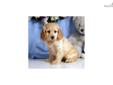 Price: $475
Up-to-date on vaccinations and ready to go. Shipping is available. Please call us for more details if you are interested... 570-966-2990 (calls only - no emails)
Source: http://www.nextdaypets.com/directory/dogs/a7b937be-3611.aspx