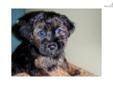Price: $899
This advertiser is not a subscribing member and asks that you upgrade to view the complete puppy profile for this Morkie / Yorktese, and to view contact information for the advertiser. Upgrade today to receive unlimited access to