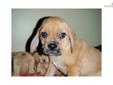 Price: $799
This advertiser is not a subscribing member and asks that you upgrade to view the complete puppy profile for this Puggle, and to view contact information for the advertiser. Upgrade today to receive unlimited access to NextDayPets.com. Your