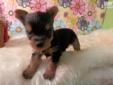 Price: $1000
RADAR IS A SWEET LITTLE TEACUP YORKIE. HE IS CHARTING TO BE 4# GROWN. HIS MOM AND DAD IS BLACK AND GOLD. DAD IS 3.5# AND MOM IS 4.3#. HE WAS BORN 4/15/13. RADAR WILL BE READY FOR HIS NEW HOME 6/10/13. HE COMES VET CHECKED,HEALTH