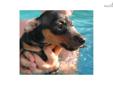 Price: $400
This advertiser is not a subscribing member and asks that you upgrade to view the complete puppy profile for this Miniature Pinscher, and to view contact information for the advertiser. Upgrade today to receive unlimited access to