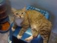 Duchess is such a beautiful and well mannered lady, she has the softest and sweetest meow, is very gentle and sweet, loves children and loves to be brushed and show off her pretty and furry belly. Duchess is great with children, and is pretty laid back