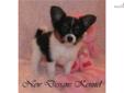 Price: $650
VIDEO OF THIS LOVELY PUPPY IS AVAILABLE ONLINE AT: www.newdesignskennel.com. This adorable little white, black and tan girl is available to her perfect home! She's going to be small, soft and very, very smart! Papillons are great family pets.