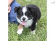 Price: $1000
This advertiser is not a subscribing member and asks that you upgrade to view the complete puppy profile for this Miniature Australian Shepherd, and to view contact information for the advertiser. Upgrade today to receive unlimited access to