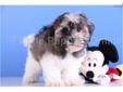 Price: $799
Ranger is a Handsome AKC Havanese. He has a beautiful face and a super nice coat. Havanese puppies make great pets, are active, and loads of fun. Ranger is a great choice for a first time puppy owner! He comes with a one year health warranty,