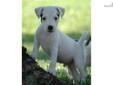 Price: $950
Offering this lovely long leg, broken/wire coated Parson/Jack Russell Terrier rare black/white male pup. This puppy has a very outgoing, people oriented personality and is LOADED with bone and substance! He is a VERY masculine looking little