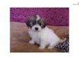 Price: $700
This advertiser is not a subscribing member and asks that you upgrade to view the complete puppy profile for this Havanese, and to view contact information for the advertiser. Upgrade today to receive unlimited access to NextDayPets.com. Your