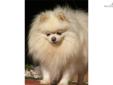 Price: $1000
This advertiser is not a subscribing member and asks that you upgrade to view the complete puppy profile for this Pomeranian, and to view contact information for the advertiser. Upgrade today to receive unlimited access to NextDayPets.com.