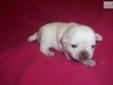 Price: $2000
Brand new litter of white pug puppies! This little girl is going to be a very special pet for someone. Will it be you? at 3 weeks she is already stealing the hearts of every one she meets. She is ready to be your little white angel. She is