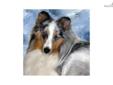 Price: $700
This advertiser is not a subscribing member and asks that you upgrade to view the complete puppy profile for this Shetland Sheepdog - Sheltie, and to view contact information for the advertiser. Upgrade today to receive unlimited access to