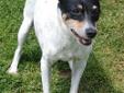 Roxanne is a pretty Rat Terrier with a snow white coat marked with black spots and speckles. She is ten years old and is so sweet and gentle. Roxanne trots daintily at your side on daily walks and is very well mannered. She enjoys running and playing in