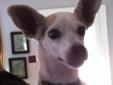 Amy - 11 years young rat terrier from a group of 6 dogs we got when their owner died. Amy looks and acts like a 4 year old dog. She is a darling girl, loves people, loves to sit in your lap. Has previously lived with 5 other dogs, cats, and birds. Amy is