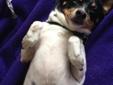 This little cutie is Chopper! 7 year old rat terrier, good with other animals, still has lots of energy. Chopper is one of 5 rat terriers that came to us when their owner died. Chopper will be receiving a dental cleaning prior to adoption. Chopper's