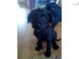 Price: $0
This advertiser is not a subscribing member and asks that you upgrade to view the complete puppy profile for this Labradoodle, and to view contact information for the advertiser. Upgrade today to receive unlimited access to NextDayPets.com. Your